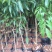 荔枝树苗嫁接南方果树苗植物盆栽苗妃子笑无核荔枝苗地栽
