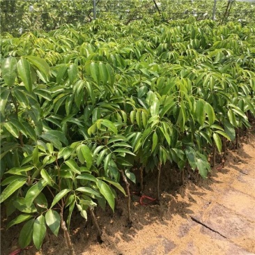 荔枝树苗嫁接南方果树苗植物盆栽苗妃子笑无核荔枝苗地栽