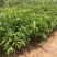荔枝树苗嫁接南方果树苗植物盆栽苗妃子笑无核荔枝苗地栽