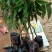 荔枝树苗嫁接南方果树苗植物盆栽苗妃子笑无核荔枝苗地栽