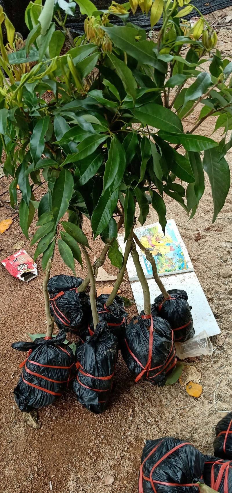 荔枝树苗嫁接南方果树苗植物盆栽苗妃子笑无核荔枝苗地栽