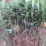 荔枝树苗嫁接南方果树苗植物盆栽苗妃子笑无核荔枝苗地栽