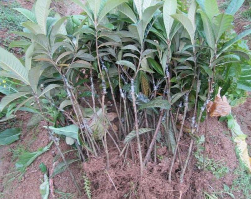 荔枝树苗嫁接南方果树苗植物盆栽苗妃子笑无核荔枝苗地栽