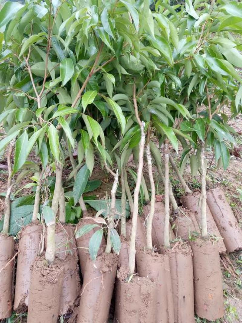 荔枝树苗嫁接南方果树苗植物盆栽苗妃子笑无核荔枝苗地栽