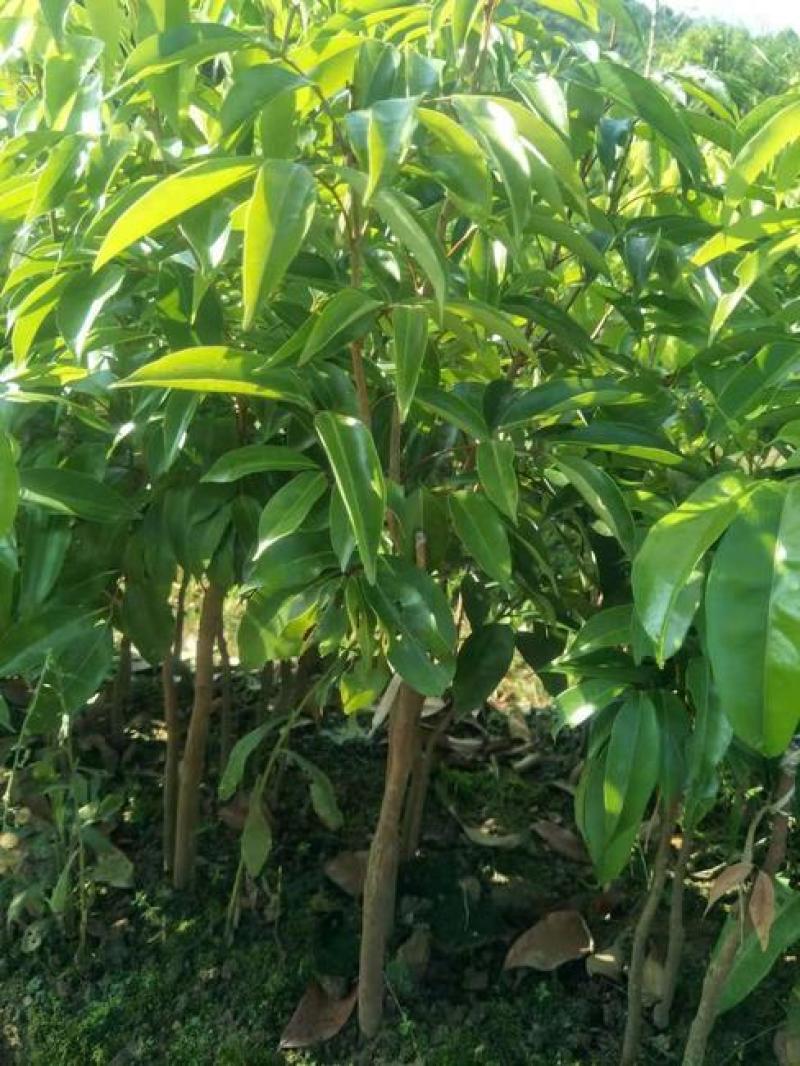 荔枝树苗嫁接南方果树苗植物盆栽苗妃子笑无核荔枝苗地栽