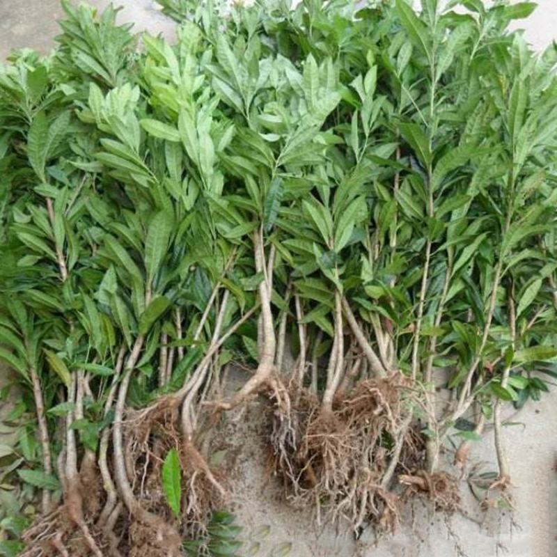 荔枝树苗嫁接南方果树苗植物盆栽苗妃子笑无核荔枝苗地栽