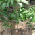 荔枝树苗嫁接南方果树苗植物盆栽苗妃子笑无核荔枝苗地栽