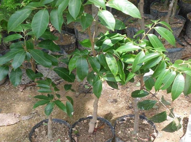 荔枝树苗嫁接南方果树苗植物盆栽苗妃子笑无核荔枝苗地栽