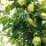 早酥梨批发