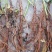 1.6米特大蔷薇花苗藤本月季庭院种植四季开花爬藤玫瑰植物