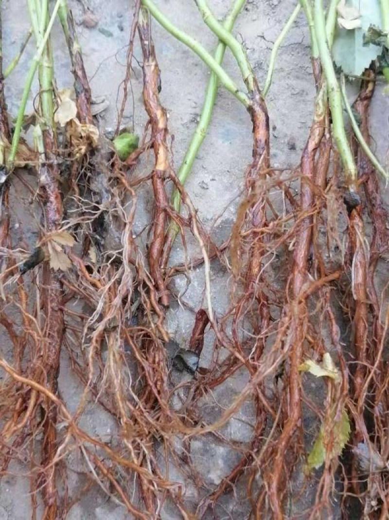 1.6米特大蔷薇花苗藤本月季庭院种植四季开花爬藤玫瑰植物