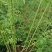 1.6米特大蔷薇花苗藤本月季庭院种植四季开花爬藤玫瑰植物