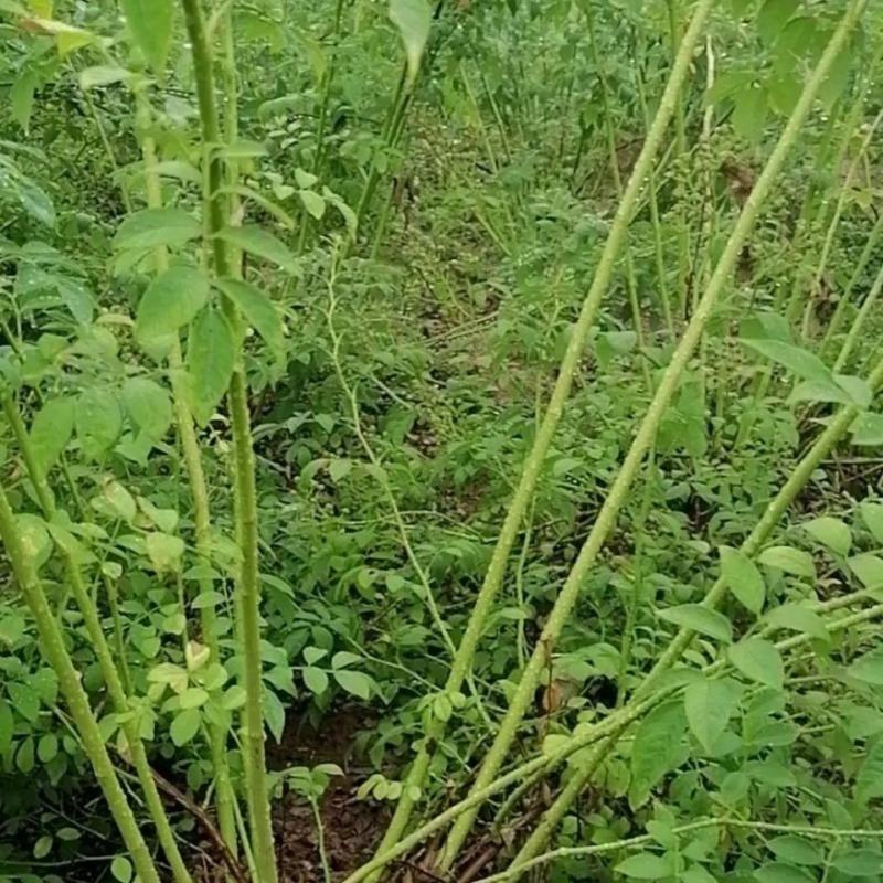 1.6米特大蔷薇花苗藤本月季庭院种植四季开花爬藤玫瑰植物