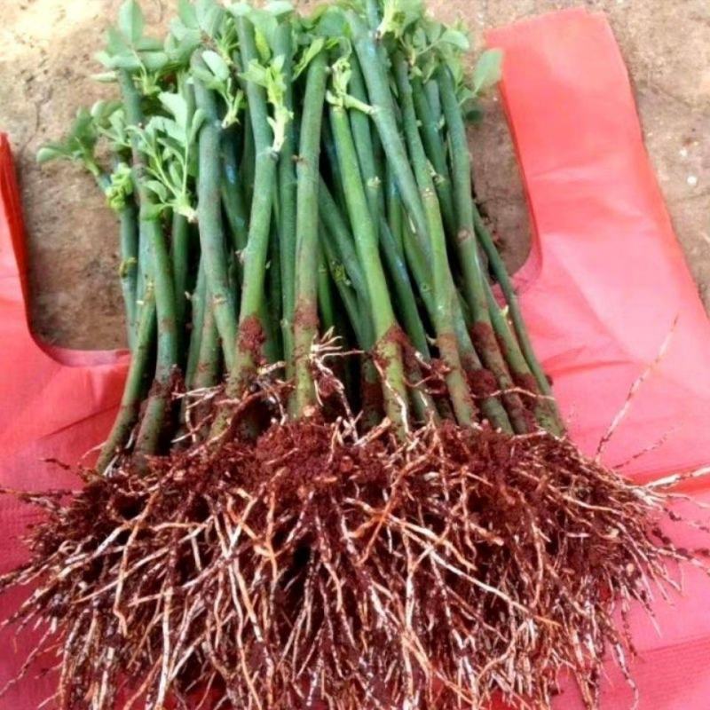 1.6米特大蔷薇花苗藤本月季庭院种植四季开花爬藤玫瑰植物