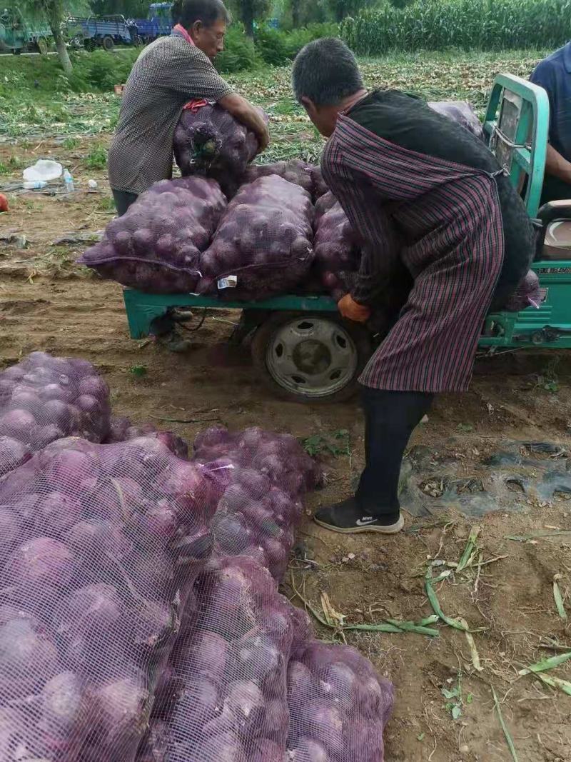 圆葱大量上市