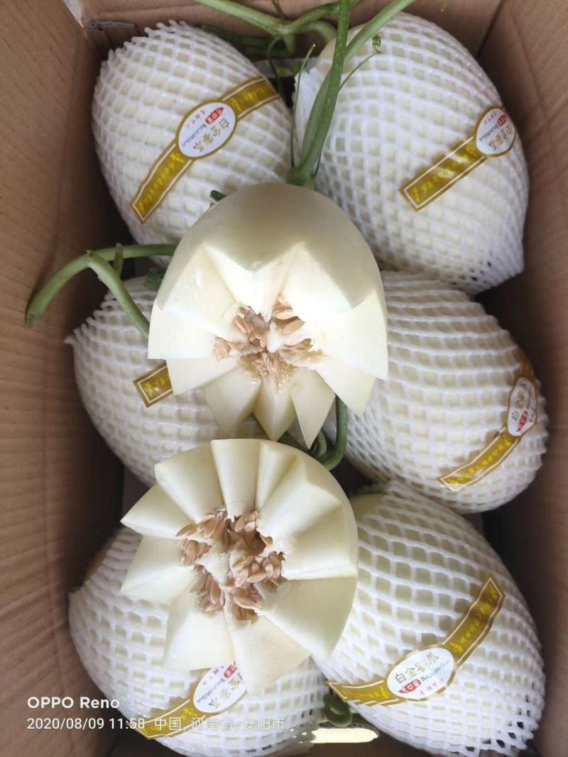 【白金密】滑县甜瓜，甜如蜜脆如梨白如玉脆甜多汁产地批发