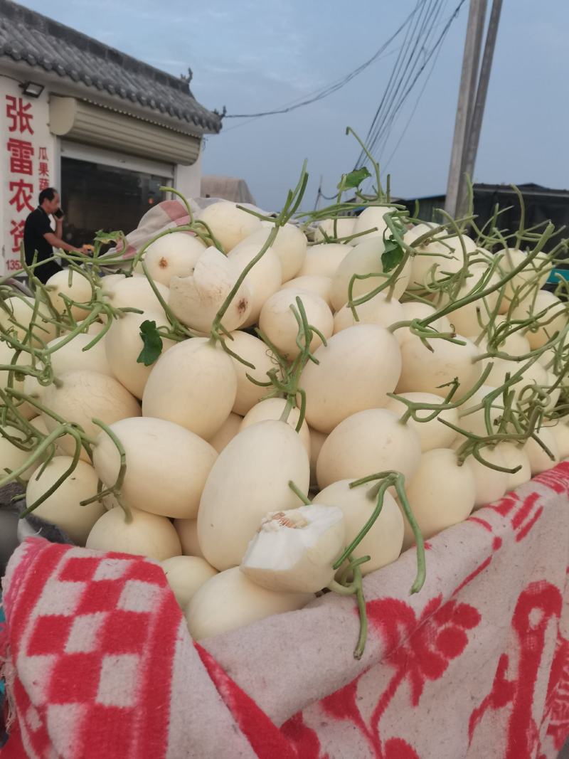 【白金密】滑县甜瓜，甜如蜜脆如梨白如玉脆甜多汁产地批发