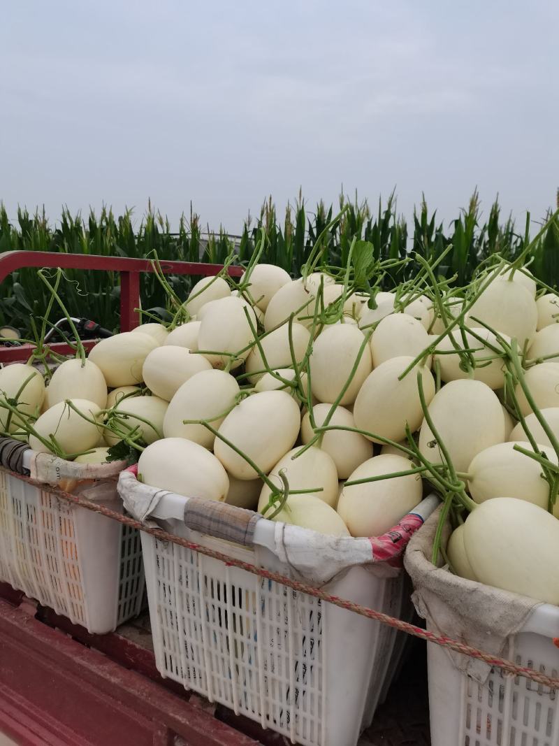 【白金密】滑县甜瓜，甜如蜜脆如梨白如玉脆甜多汁产地批发