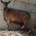 红鹿奶山羊奶山羊二胎奶羊