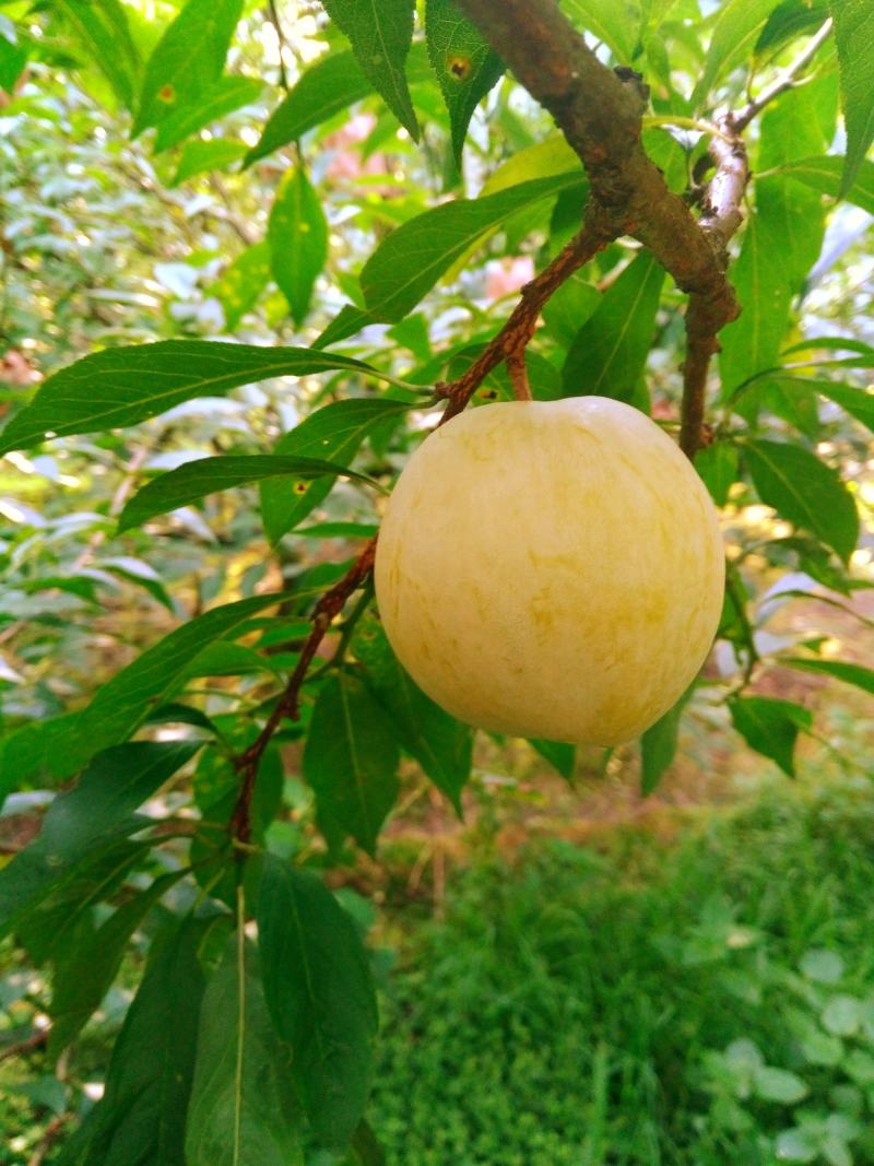 黄金奈李