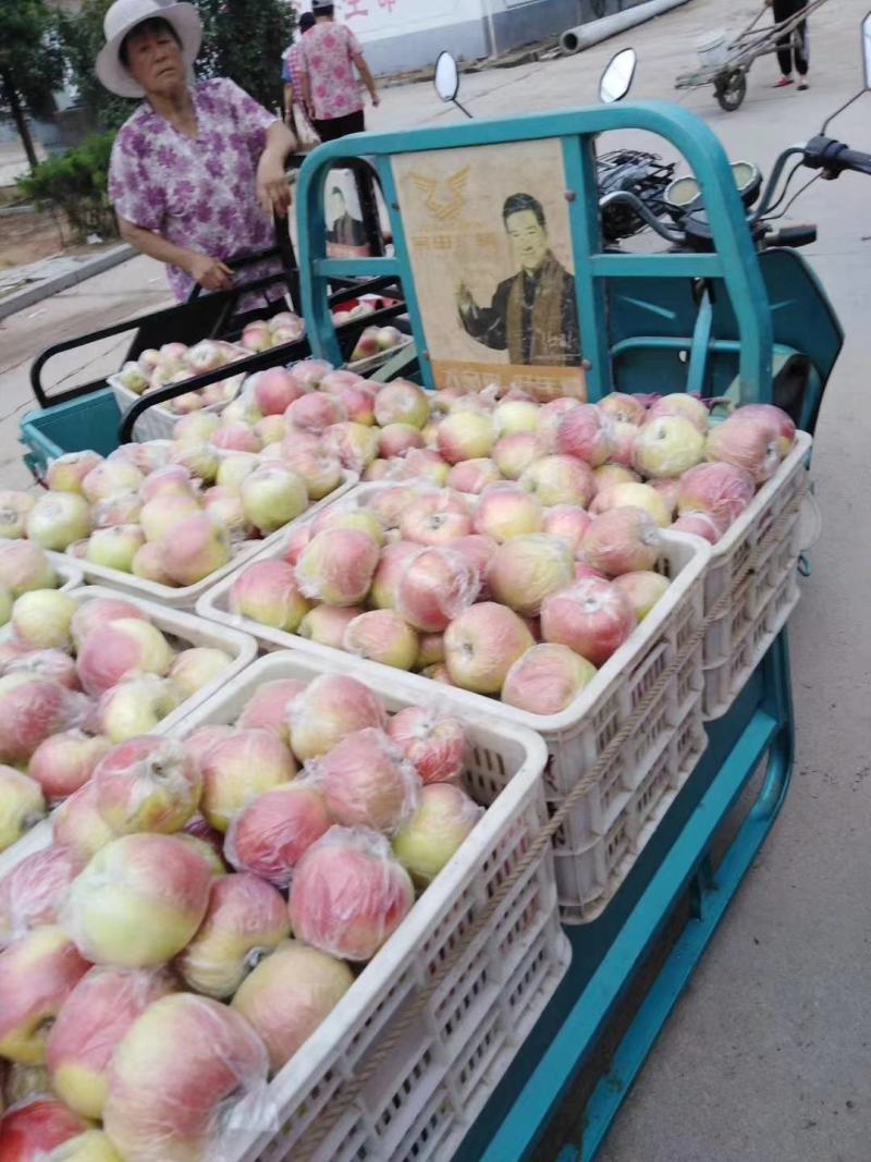 美八苹果产地批发袋纸美八苹果大量上市品质好全国发货