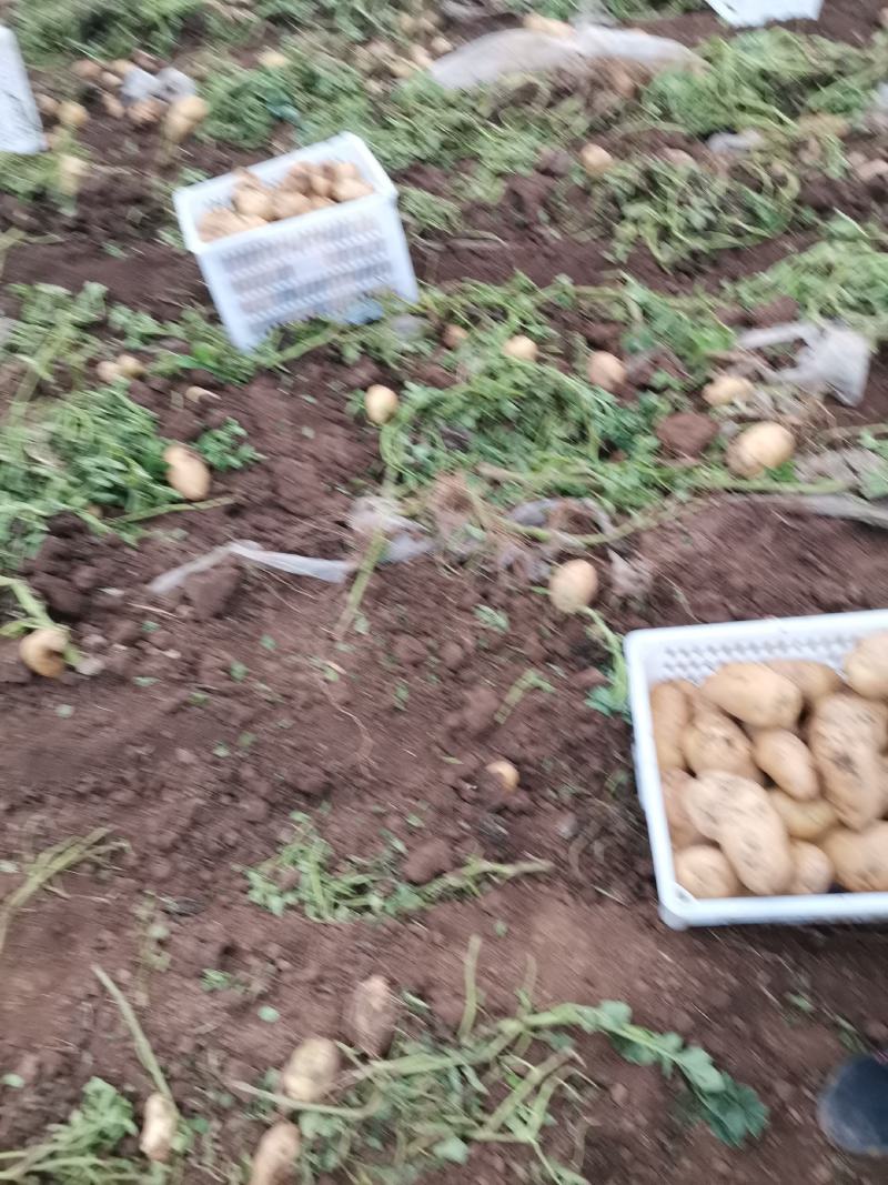 226大量有货