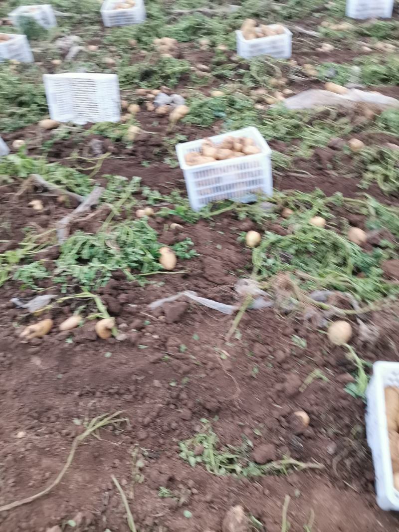 226大量有货