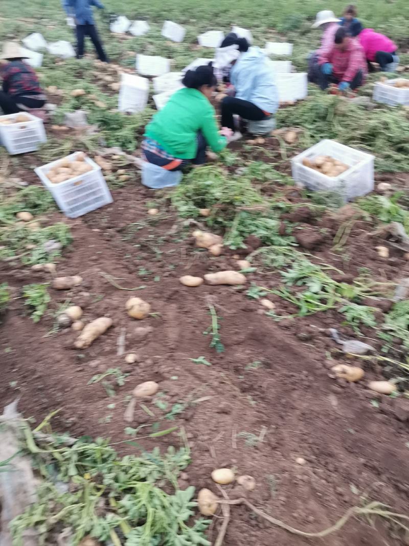 226大量有货