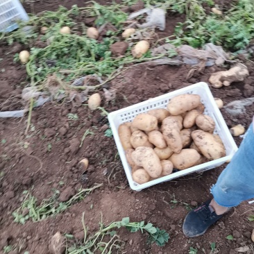 226大量有货