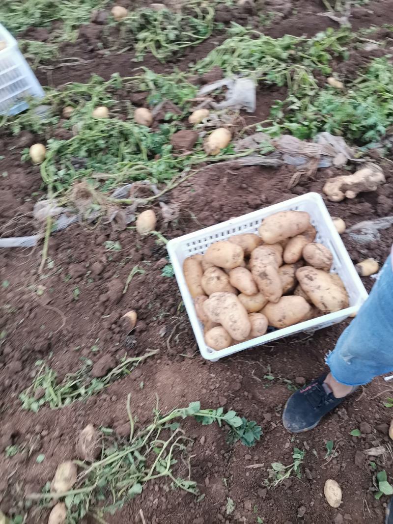 226大量有货