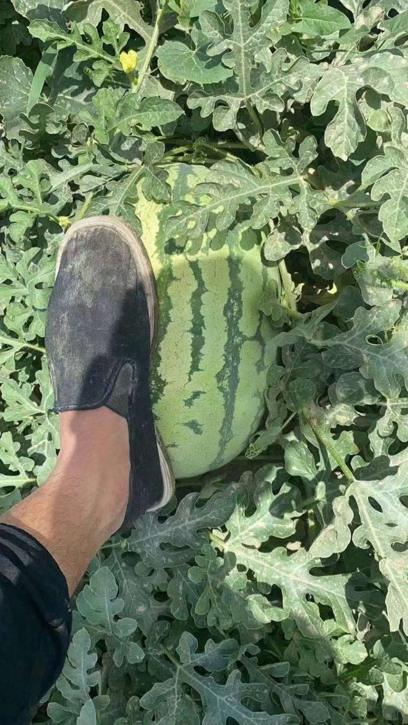 胜者为王，败者为寇。