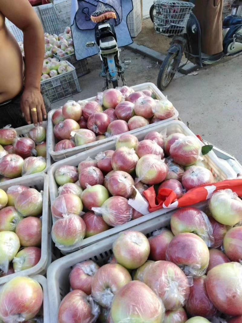 红露苹果批发红露鲜苹果上市质量好口感脆甜一手货源