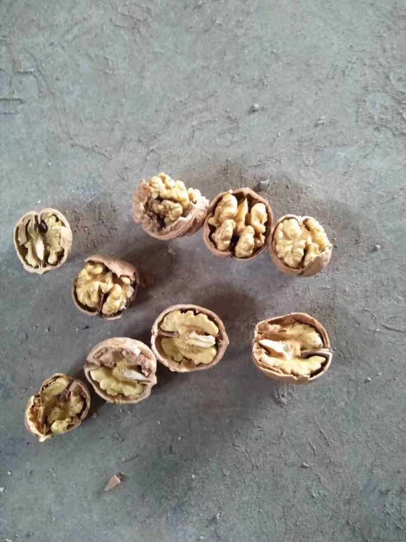 薄皮纸皮干核桃，产地大量批发供应规格品种齐全
