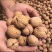 薄皮纸皮干核桃，产地大量批发供应规格品种齐全