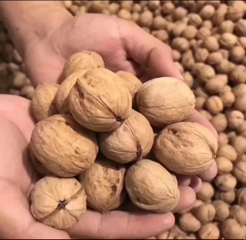 薄皮纸皮干核桃，产地大量批发供应规格品种齐全