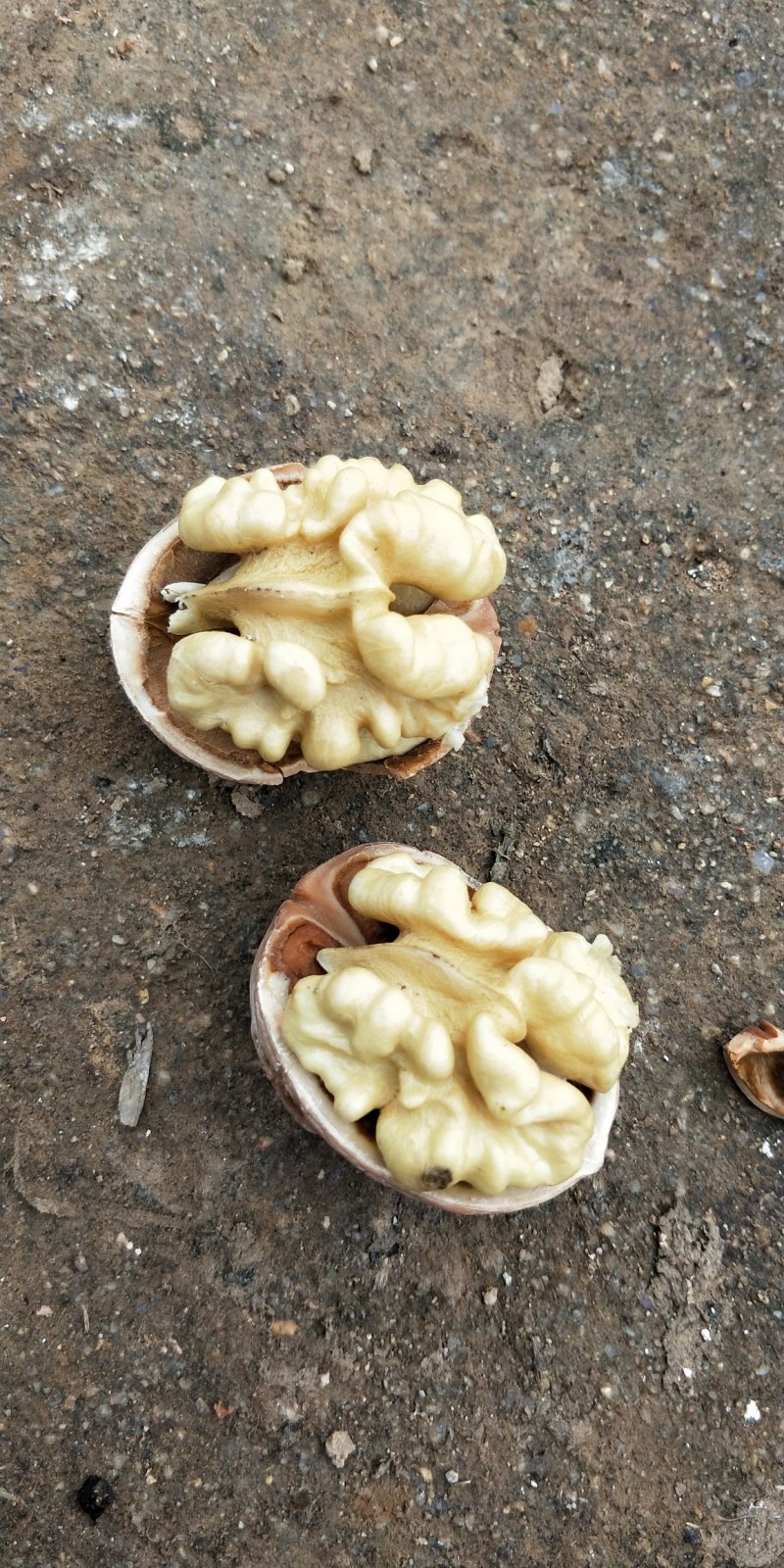 去皮鲜核桃，产地大量批发供应规格品种齐全