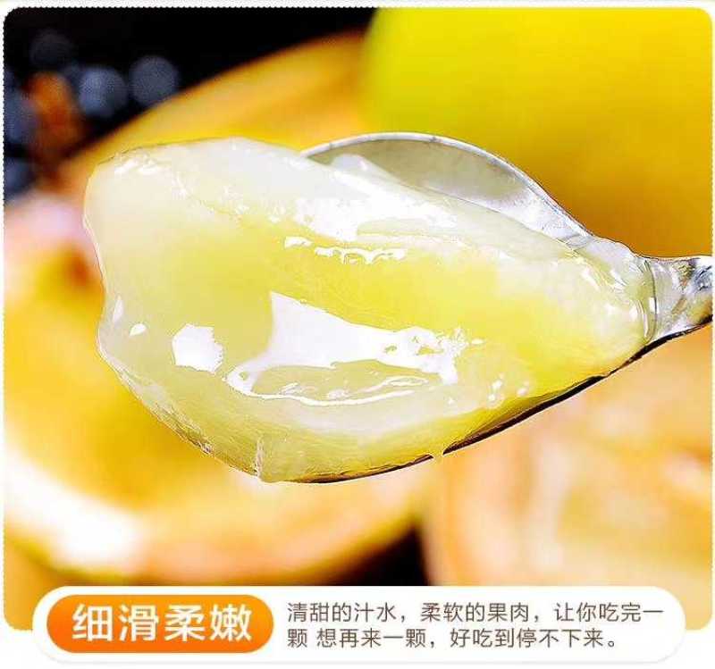 四季台湾黄晶果又名雅美果美亚果，冬蜜久蜜四季结果带土带发