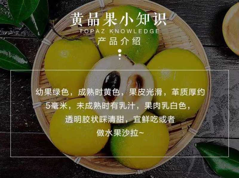 四季台湾黄晶果又名雅美果美亚果，冬蜜久蜜四季结果带土带发