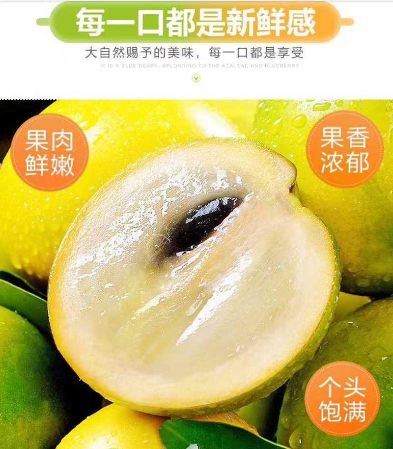 四季台湾黄晶果又名雅美果美亚果，冬蜜久蜜四季结果带土带发