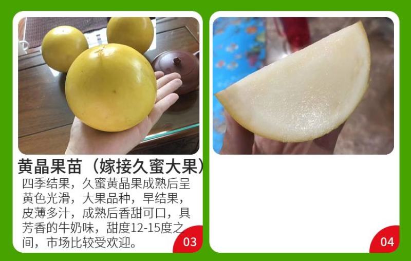 四季台湾黄晶果又名雅美果美亚果，冬蜜久蜜四季结果带土带发