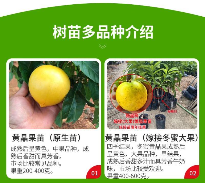 四季台湾黄晶果又名雅美果美亚果，冬蜜久蜜四季结果带土带发