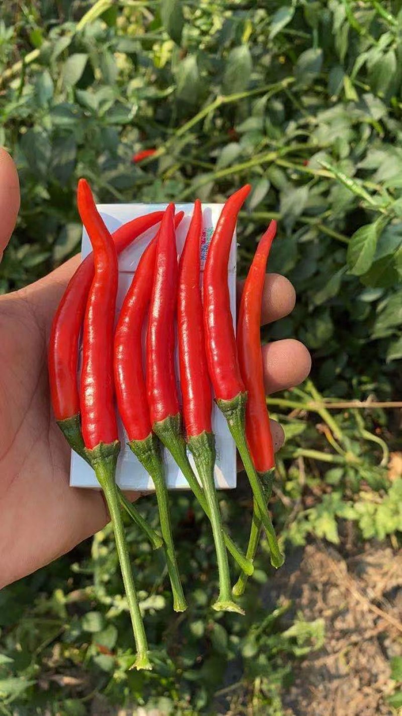 辣椒线椒基地种植直接供应