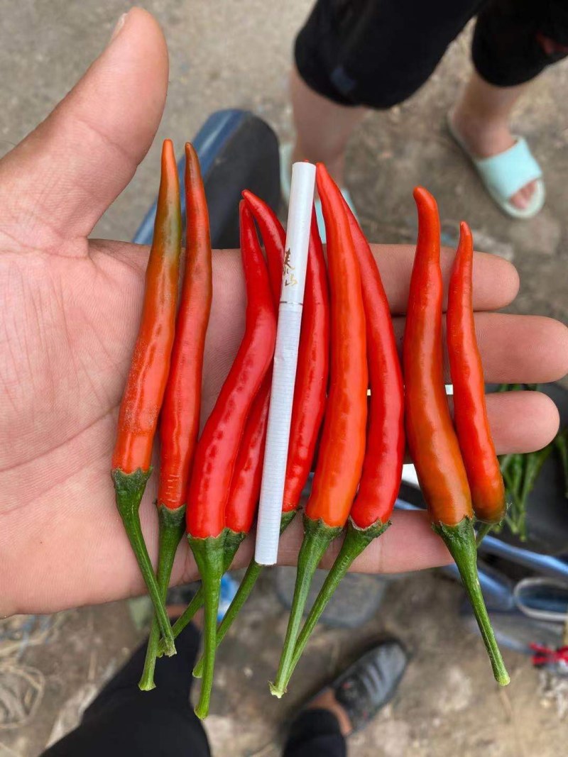 辣椒线椒基地种植直接供应