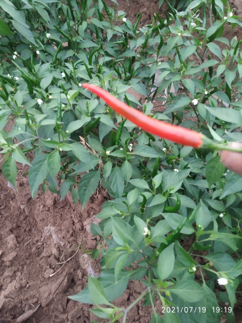 辣椒线椒基地种植直接供应
