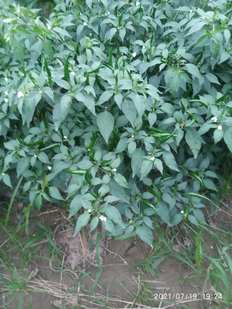 辣椒线椒基地种植直接供应