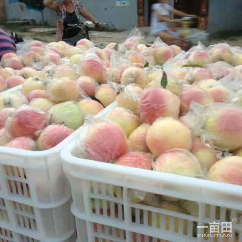 红露苹果产地批发红露苹果大量上市一手货源全国发货