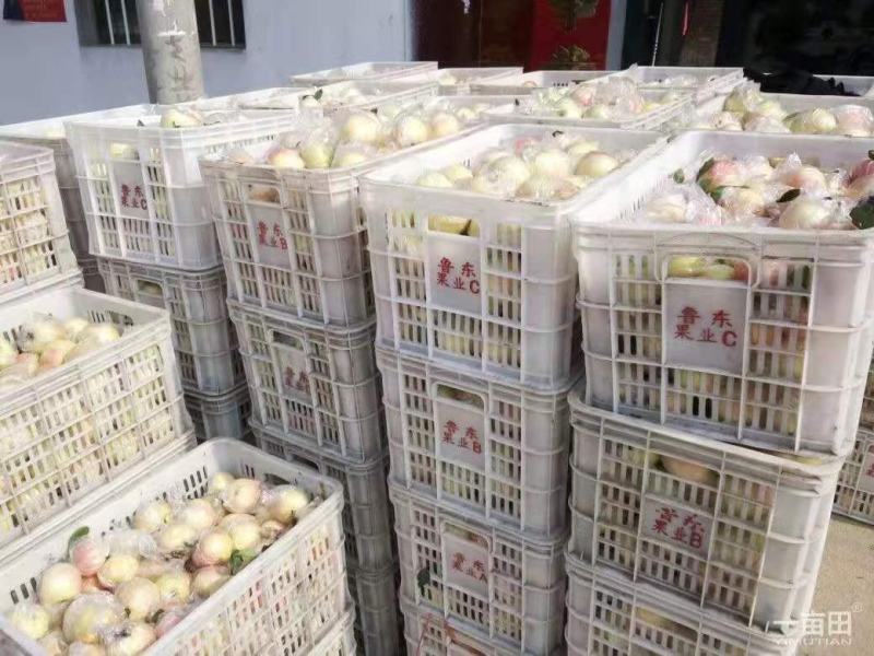 红露苹果产地批发红露苹果大量上市一手货源全国发货