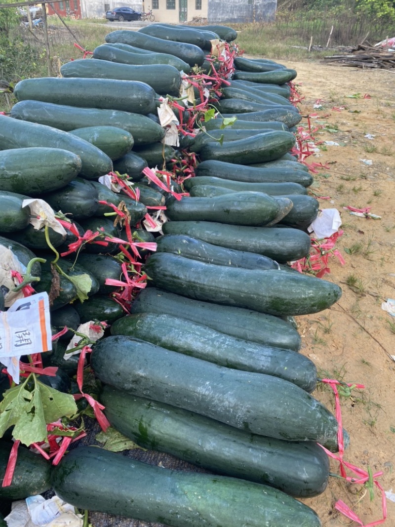 精品黑皮吊瓜黑皮冬瓜品相好线条直可视频欢迎咨询