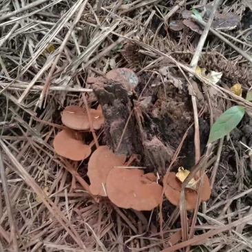 纯野生灵芝，贵州大山里本地货，朵朵纯野生