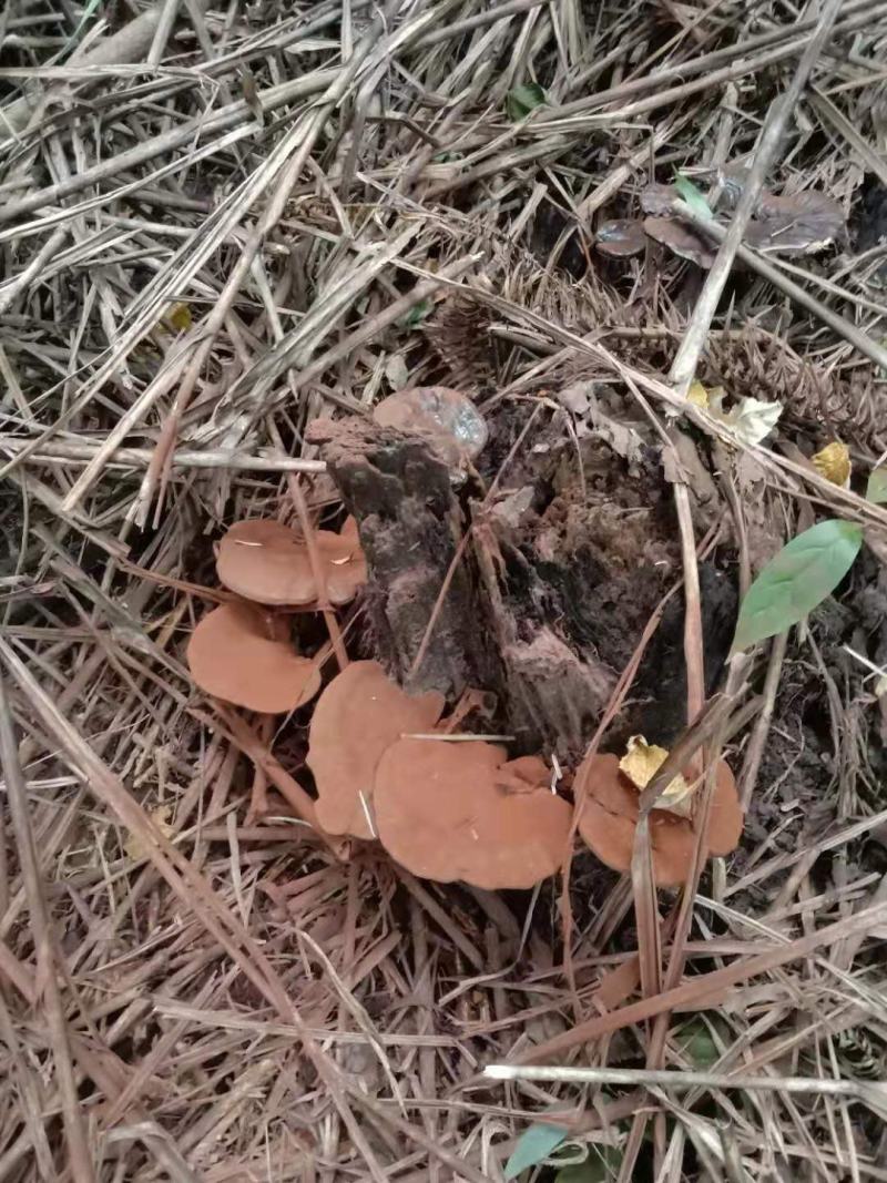 纯野生灵芝，贵州大山里本地货，朵朵纯野生